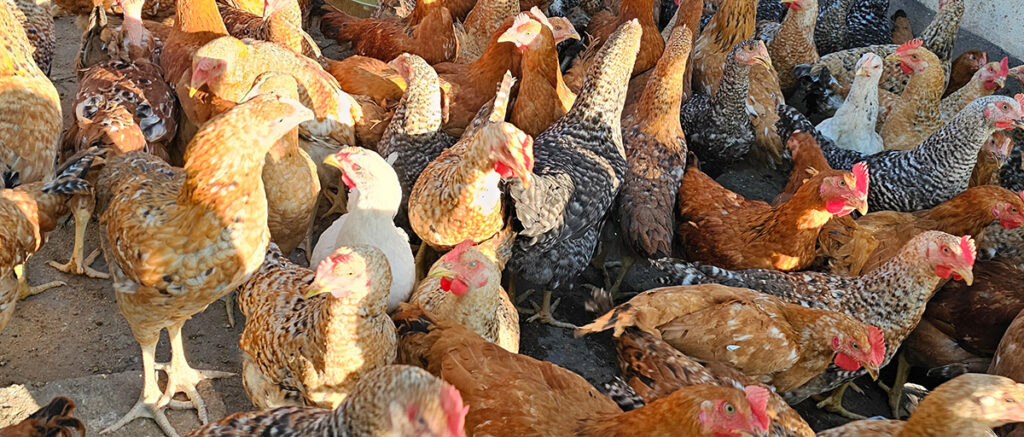 The Top Chicken Breeds In Kenya 1 Top Chicken Breeds In Kenya Steps Farmcare Centre