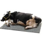 cow mattresscomfortable Steps Farmcare Centre