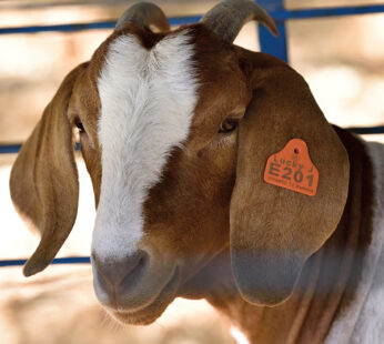 Goats Customized Ear Tags