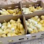 Day-Old Broiler Chicks