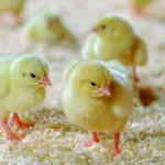 Kenchick Layers Day Old Steps Farmcare Centre