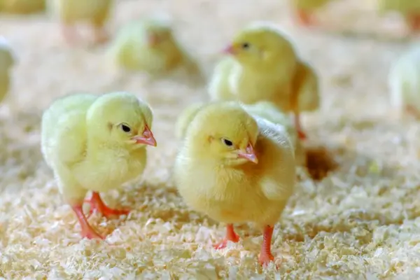Day-Old Layers And Commercial Layer Chicks