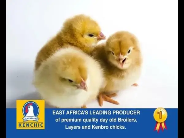 Day-Old Layers And Commercial Layer Chicks - Image 2
