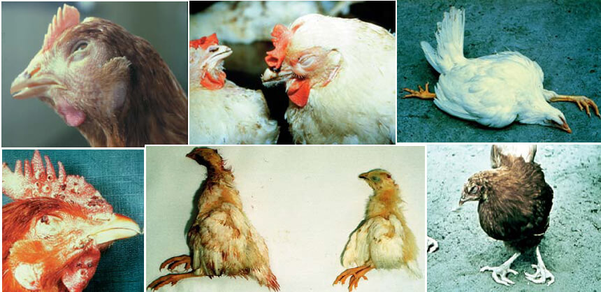 Chicken Infections and Their Symptoms