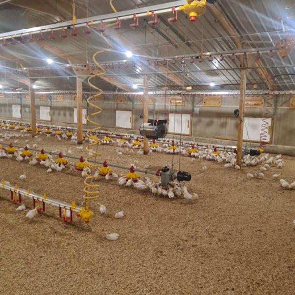 Damly Sunblower Do-45 Compact Poultry Heater - Image 4